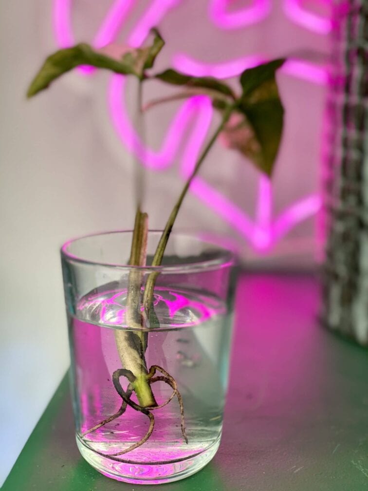 Zdjęcie rośliny Syngonium Podophyllum Albo Variegata, ujęcie 2