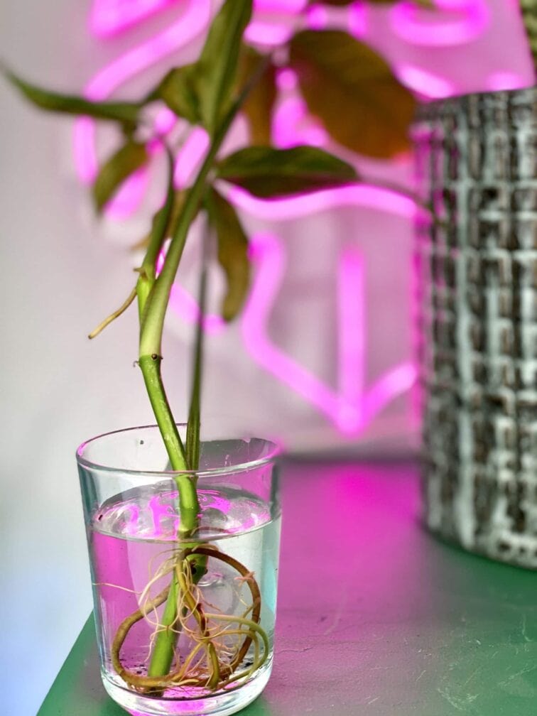 Zdjęcie rośliny Syngonium Angustatum 1, ujęcie 2