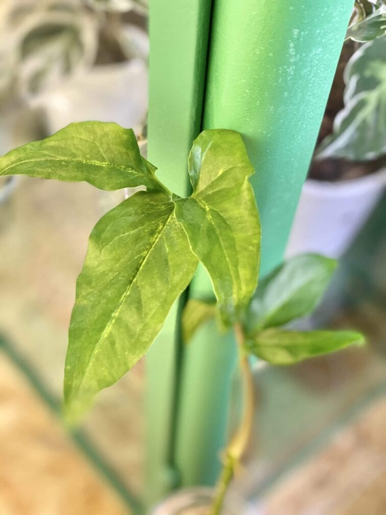 Zdjęcie rośliny Syngonium Angustatum 3, ujęcie 1