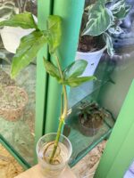 Zdjęcie rośliny Syngonium Angustatum 3, ujęcie 2