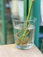 Zdjęcie rośliny Syngonium Angustatum 3, ujęcie 3