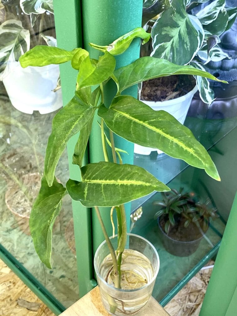 Zdjęcie rośliny Syngonium Angustatum 4, ujęcie 3