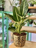 Zdjęcie doniczki lub oslonki: Osłonka Wall Street 17x17 cm, ujęcie 2