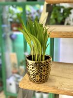 Zdjęcie doniczki lub oslonki: Osłonka Wall Street 9x10 cm, ujęcie 2