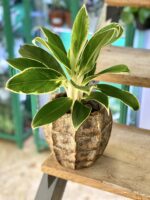 Zdjęcie doniczki lub oslonki: Osłonka Yhorm 12x17 cm, ujęcie 2