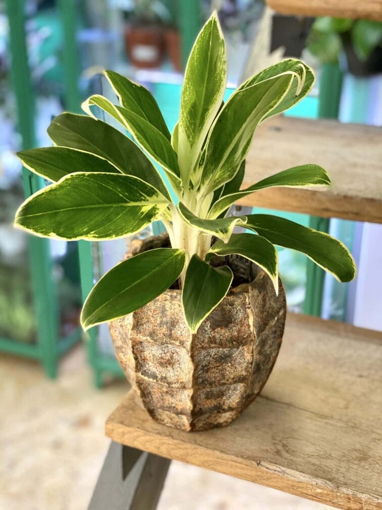 Zdjęcie doniczki lub oslonki: Osłonka Yhorm 12x17 cm, ujęcie 2