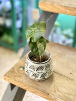 Zdjęcie doniczki lub oslonki: Osłonka Nairobi 6x7 cm, ujęcie 1