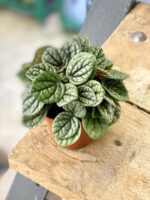 Zdjęcie rośliny Peperomia caperata Luna Grey, ujęcie 1