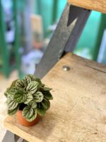 Zdjęcie rośliny Peperomia caperata Luna Grey, ujęcie 3