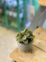 Zdjęcie doniczki lub oslonki: Osłonka Gatsby 6x6 cm, ujęcie 2