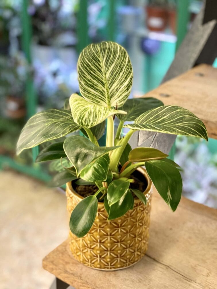 Zdjęcie doniczki lub oslonki: Osłonka Puddington 11x11 cm, ujęcie 2