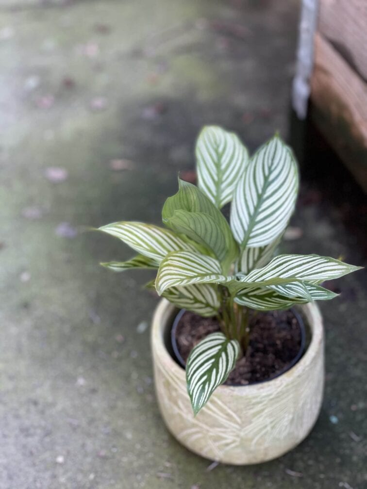 Zdjęcie rośliny Calathea Vittata, ujęcie 1