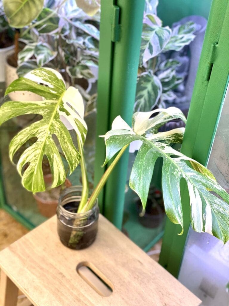 Monstera Variegata sadzonka szczytowa