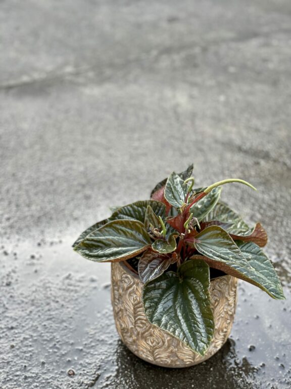 Zdjęcie rośliny Peperomia Ecuador, ujęcie 1