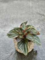 Zdjęcie rośliny Peperomia Ecuador, ujęcie 2