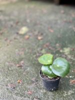 Zdjęcie rośliny Peperomia polybotrya Raindrop, ujęcie 2