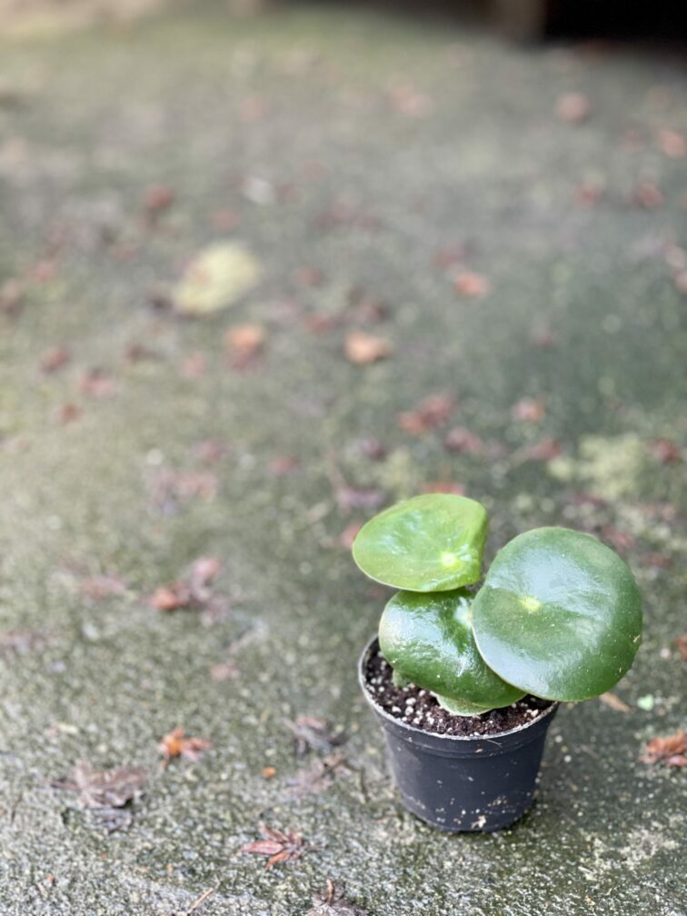 Zdjęcie rośliny Peperomia polybotrya Raindrop, ujęcie 2