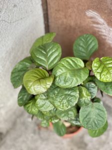 Zdjęcie rośliny Polyscias Fabian, ujęcie 2