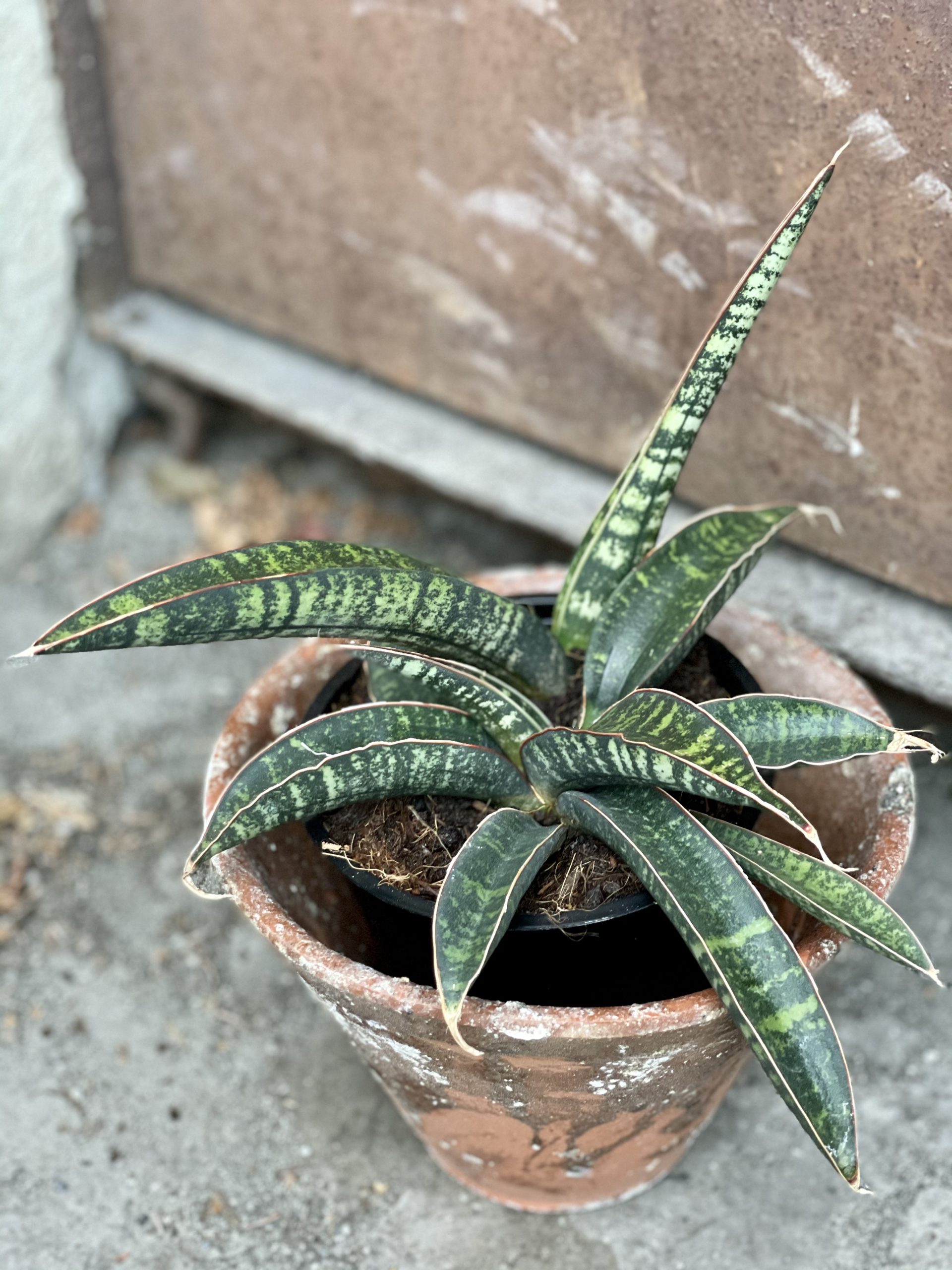 Sansevieria Tabby Green - Jungle Boogie