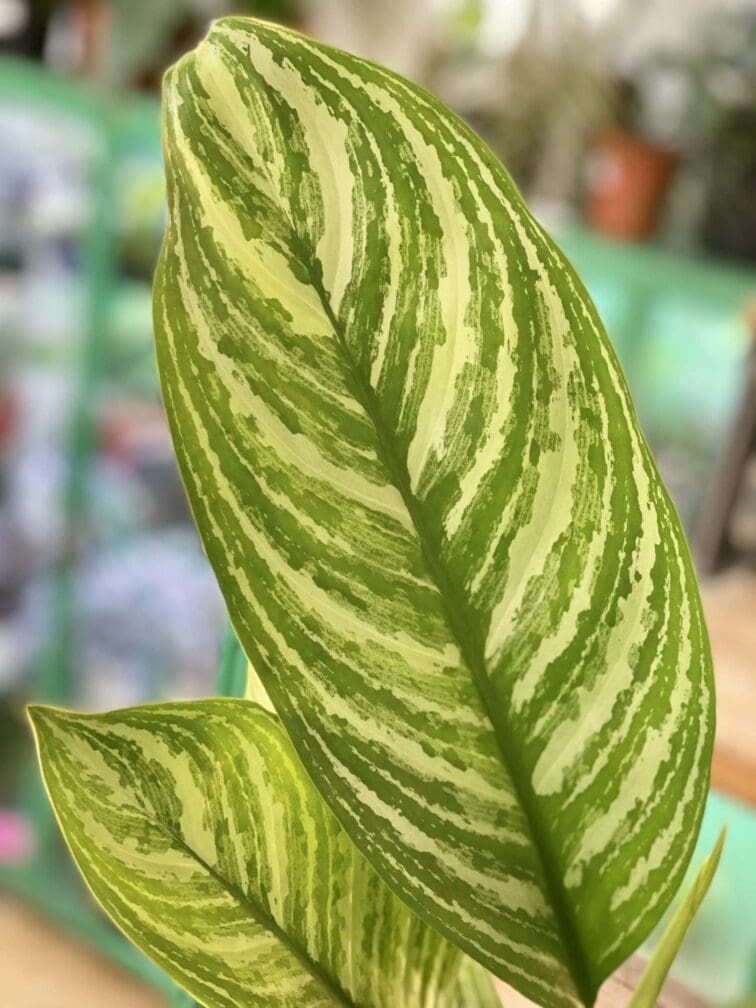 Zdjęcie rośliny Aglaonema Stripes, ujęcie 2