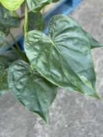 Zdjęcie rośliny Alocasia cucullata variegata III, ujęcie 3