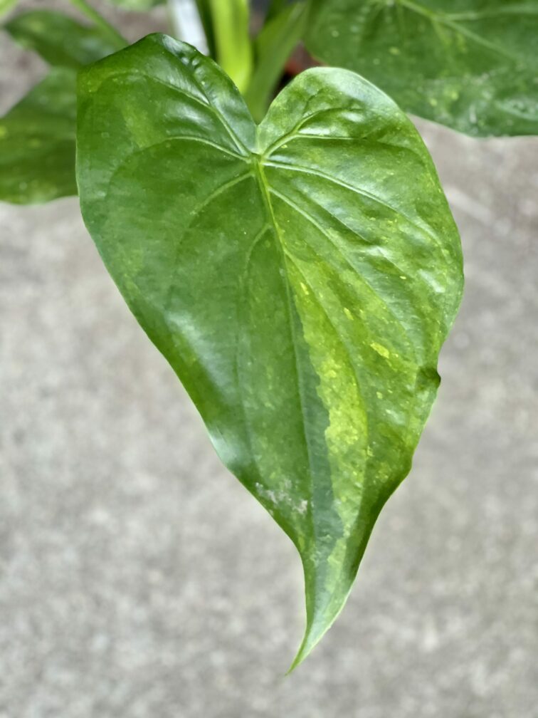 Zdjęcie rośliny Alocasia cucullata variegata IV, ujęcie 2