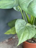 Zdjęcie rośliny Alocasia cucullata variegata IV, ujęcie 3