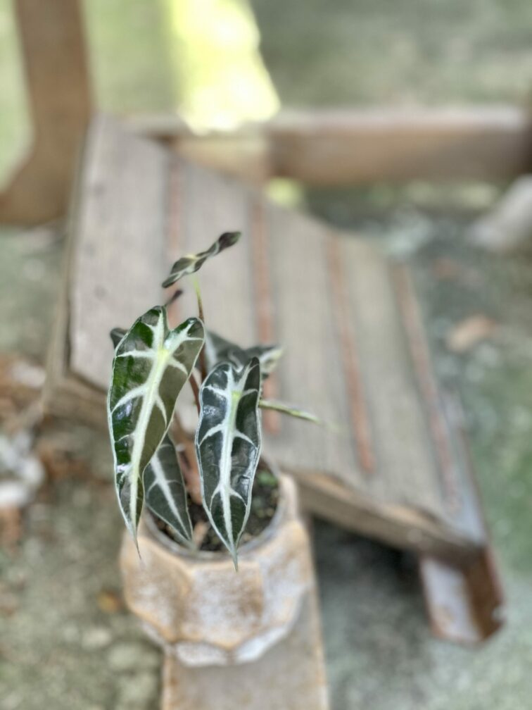 Zdjęcie rośliny Alocasia dwarf Amazonica, ujęcie 2