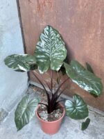 Zdjęcie rośliny Alocasia Yucatan Princess variegata, ujęcie 1
