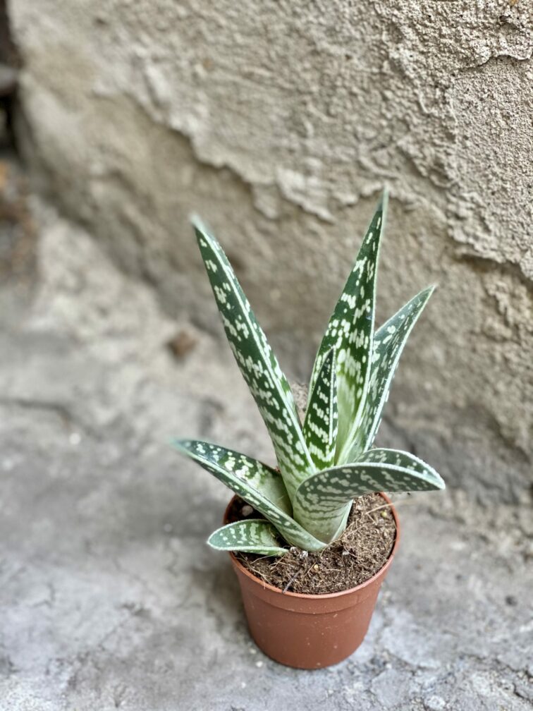 Zdjęcie rośliny Aloe variegata (Aloes), ujęcie 1