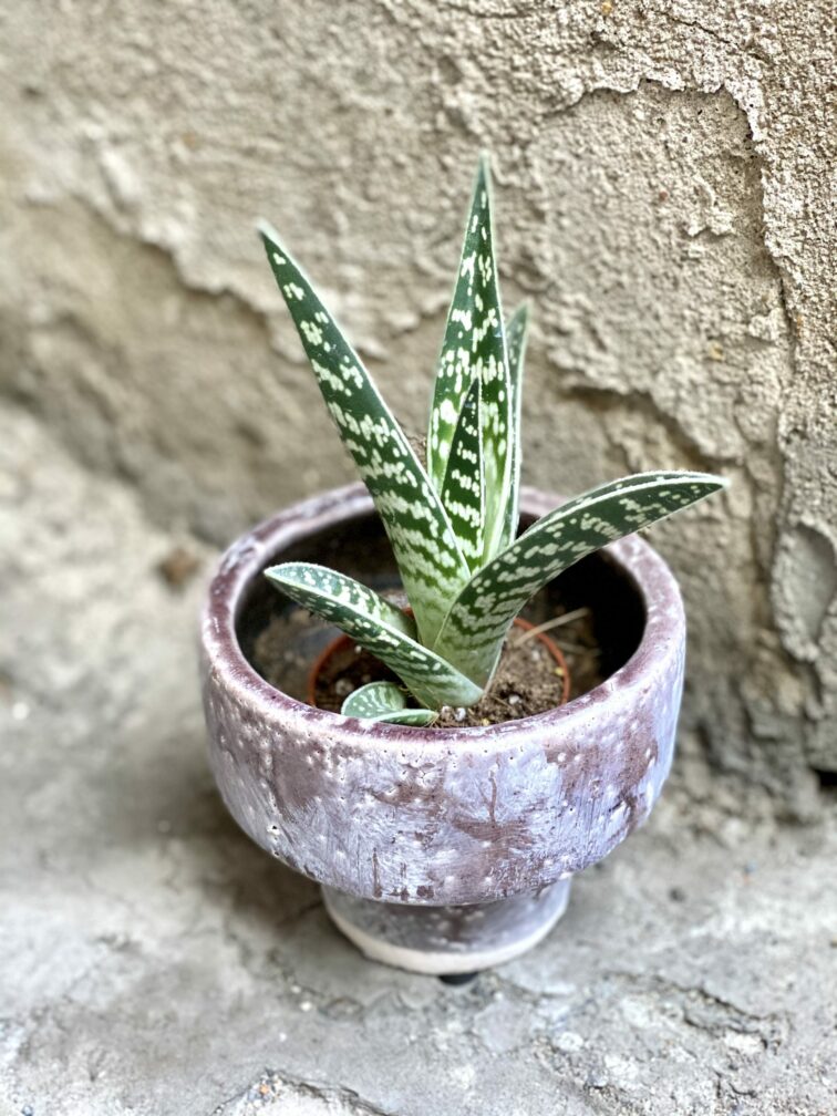 Zdjęcie rośliny Aloe variegata (Aloes), ujęcie 2