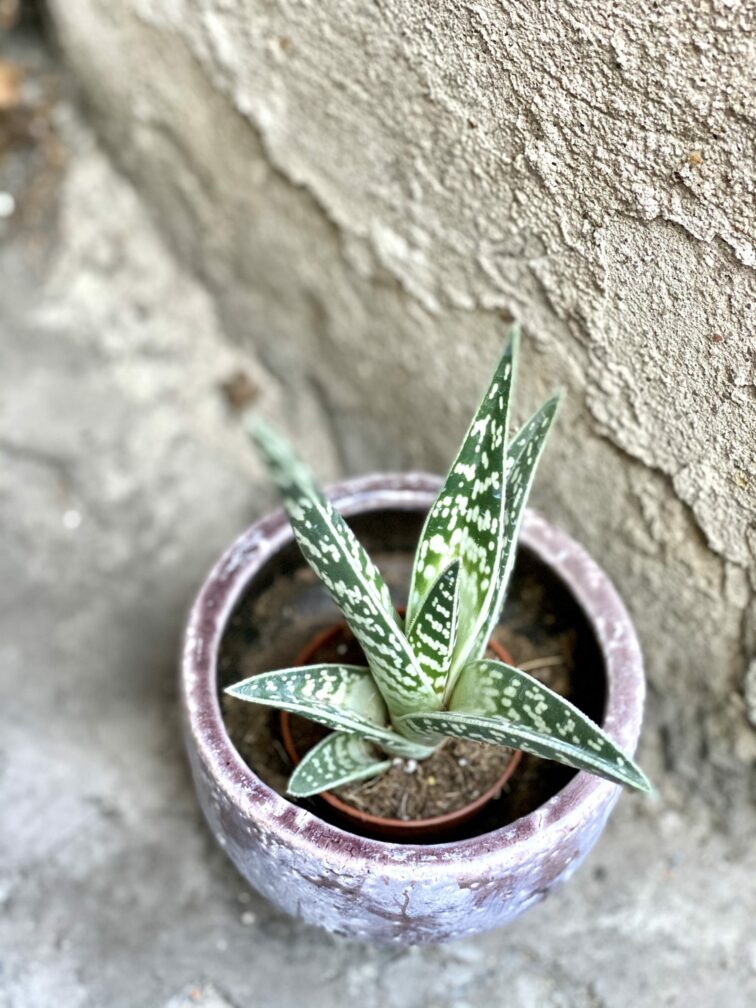 Zdjęcie rośliny Aloe variegata (Aloes), ujęcie 3