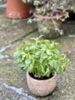 Zdjęcie rośliny Bazylia, ujęcie 1