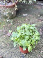 Zdjęcie rośliny Bazylia, ujęcie 2