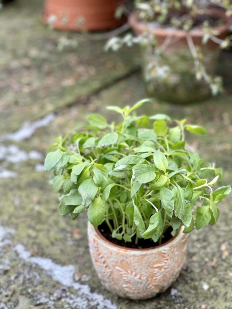 Zdjęcie rośliny Bazylia, ujęcie 3