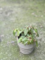 Zdjęcie rośliny Begonia fuchsioides, ujęcie 2