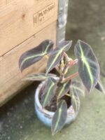 Zdjęcie rośliny Begonia listada, ujęcie 1