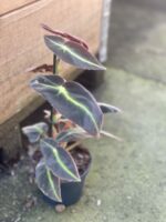 Zdjęcie rośliny Begonia listada, ujęcie 2