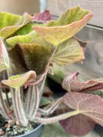 Zdjęcie rośliny Begonia masoniana Jungle, ujęcie 3