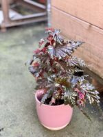 Zdjęcie rośliny Begonia serratipetala, ujęcie 1