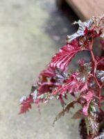 Zdjęcie rośliny Begonia serratipetala, ujęcie 3