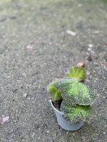 Zdjęcie rośliny Begonia soli mutata, ujęcie 2