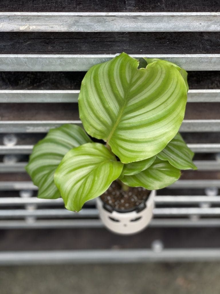 Calathea orbifolia (Kalatea okrgolistna) - Jungle Boogie