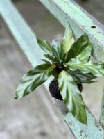 Zdjęcie rośliny Calathea rufibarba, ujęcie 1