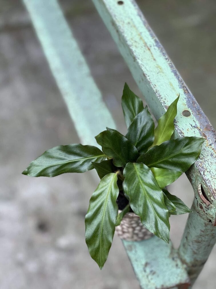 Zdjęcie rośliny Calathea rufibarba, ujęcie 3