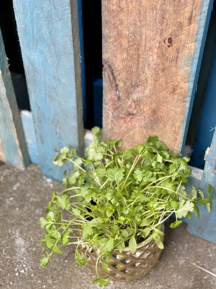 Zdjęcie rośliny Coriandrum (Kolendra), ujęcie 1