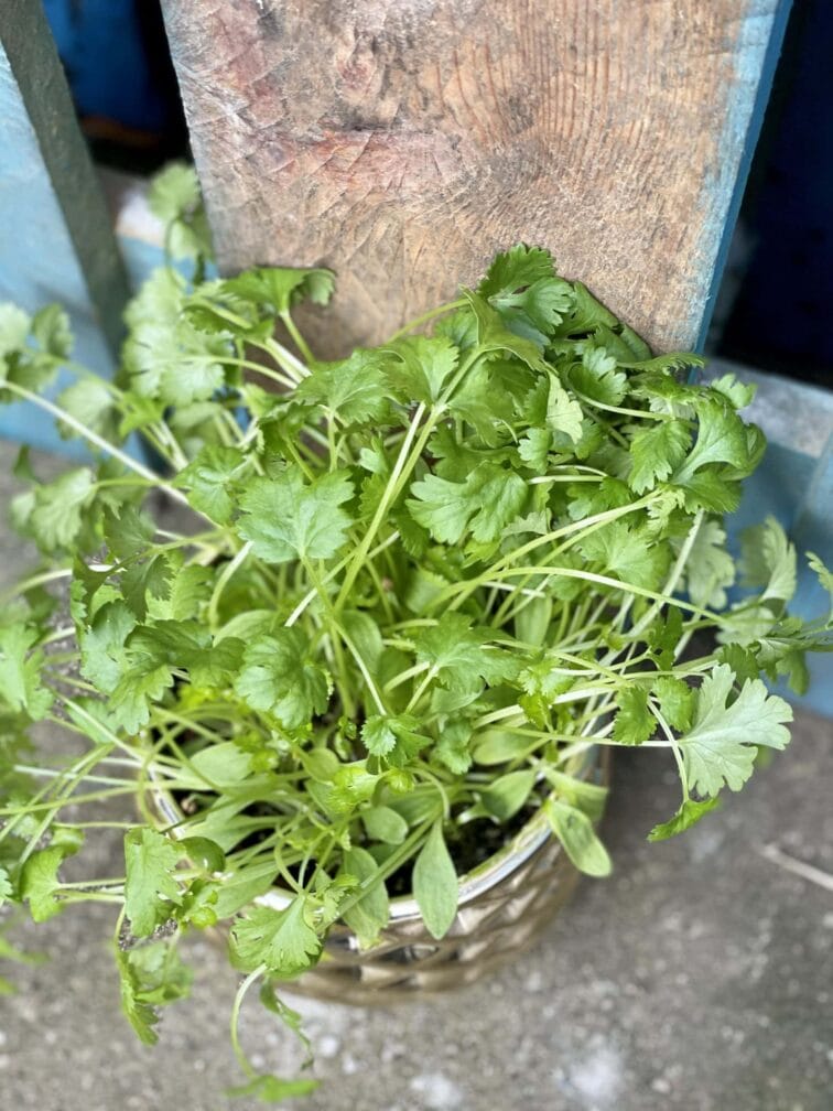Zdjęcie rośliny Coriandrum (Kolendra), ujęcie 2