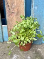 Zdjęcie rośliny Coriandrum (Kolendra), ujęcie 3