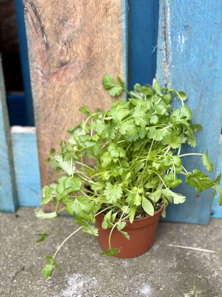 Zdjęcie rośliny Coriandrum (Kolendra), ujęcie 3