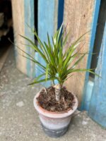 Zdjęcie rośliny Dracaena marginata bicolor (Dracena), ujęcie 1